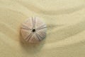 Pink shell of  black sea urchin, arbacia lixula on sand Royalty Free Stock Photo