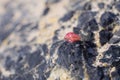 Pink shell on Elafonisi beach, Crete, Greece