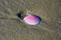 Pink shell with white stripes on the dark beach sand. water marks left in the sand. Royalty Free Stock Photo