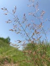 Pink and shining wild grass