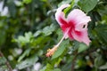 Pink Shoe flower.