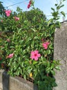 Pink shoe flowers or pink Hibiscus with super green leaves in the garden