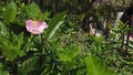 Shoeblackplant Hibiscua flower