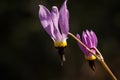 Pink shooting star Dodecatheon wildflower