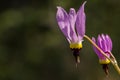 Pink shooting star Dodecatheon wildflower