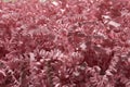 Pink shredded craft paper