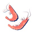 Pink shrimp. Cooked boiled, fried, grilled seafood, tiger prawns, langoustines. Top View. Vector illustration on a white Royalty Free Stock Photo