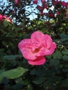 Pink Shrub Rose in Bloom