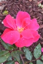 Pink shrub rose blooms with morning dew Royalty Free Stock Photo