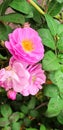 Pink shrub rose among leaves in portrait position