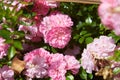 Pink shrub roses in a cottage garden.