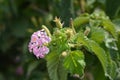 Pink Shrub verbena