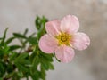 Pink Shrubby Cinquefoil flower, Latin name Potentilla fruticose