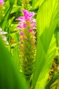 Pink siam tulip