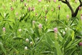 Pink Siam Tulip