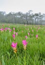 Pink Siam Tulip field