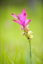 Pink siam tulip flower