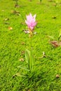 Pink Siam Tulip