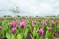 Pink Siam Tulip (Patumma) flower garden in cloudy day