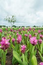 Pink Siam Tulip (Patumma) flower garden in cloudy day Royalty Free Stock Photo