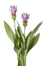 Pink Siam tulip Royalty Free Stock Photo