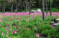 Pink Siam tulips Curcuma alismatifolia blooming in the field