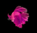 Pink siamese fighting fish isolated on black background.Copy spa