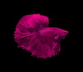 Pink siamese fighting fish in Thailand,Crowntail Betta betta fi