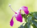 Pink silk floss flower