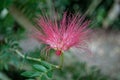 Pink Silk Tree, beautiful pink flower in the garden, Albizia julibrissin rosea,