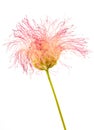 Pink silk tree flower