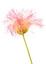 Pink silk tree flower Royalty Free Stock Photo
