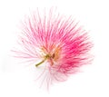 Pink silk tree flower