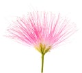 Pink silk tree flower Royalty Free Stock Photo