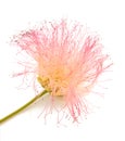 Pink silk tree flower Royalty Free Stock Photo