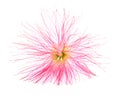 pink silk tree flower Royalty Free Stock Photo