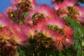 Pink Silk Tree Royalty Free Stock Photo