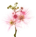 Pink silk tree flowers Royalty Free Stock Photo