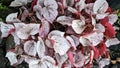Pink Silver Begonia Plants Royalty Free Stock Photo