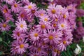 Pink single chrysanthemums variety grow in October garden. Fall flowers in blossom. Mums bloom on flowerborder Royalty Free Stock Photo