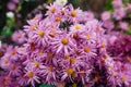 Pink single chrysanthemums variety grow in October garden. Fall flowers in blossom. Mums bloom on flowerborder Royalty Free Stock Photo