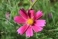 Pink single flower of Cosmos bipinnatus, commonly called the garden cosmos Royalty Free Stock Photo