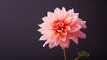 pink single flower isolated Royalty Free Stock Photo