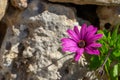Pink single flower sunbathing with stone background in spring Royalty Free Stock Photo