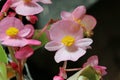 Pink single flowered begonia flowers in close up