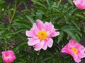 Pink Single Peony In Bloom