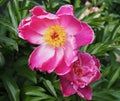 Pink Single Peony In Bloom