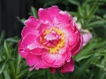 Pink Single Peony In Bloom