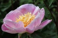 Pink single peony flower close up