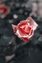 Pink single rose and dark background Royalty Free Stock Photo
